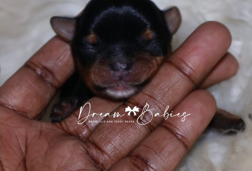 2nd Biggest Male (1)