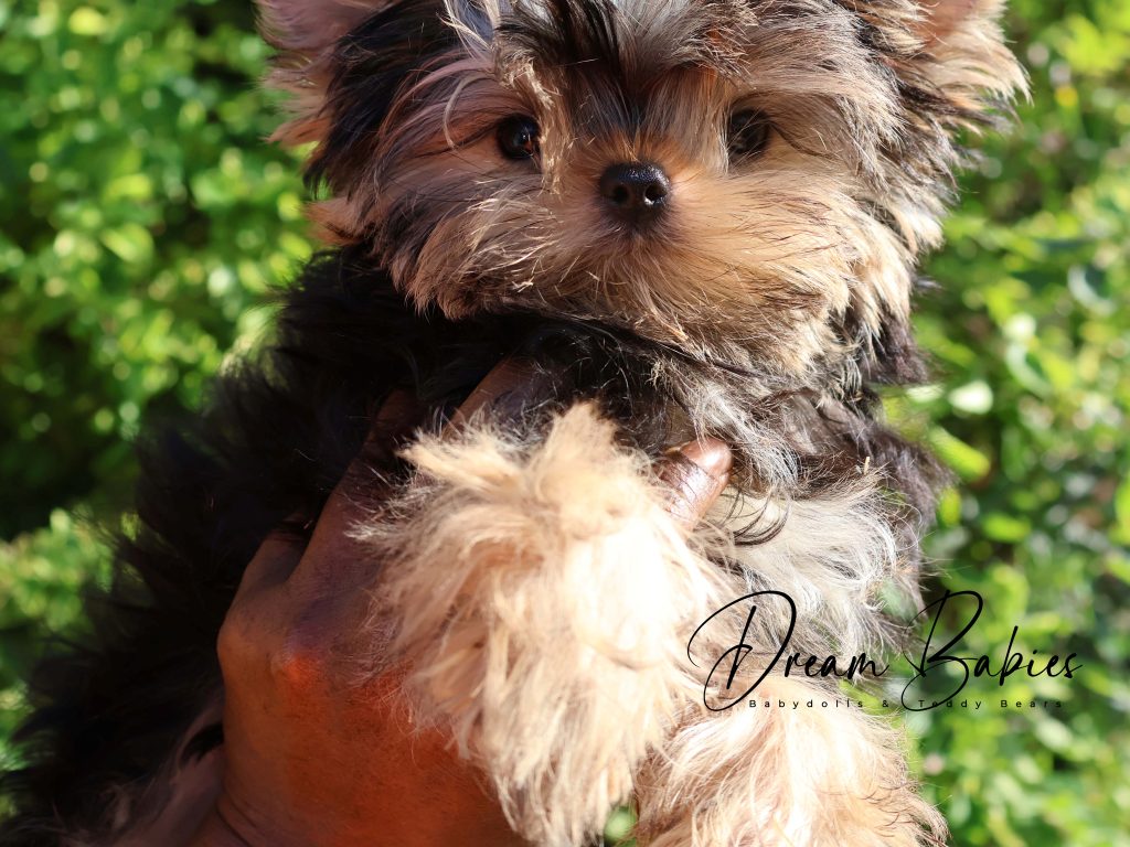 Phil17wks (7)