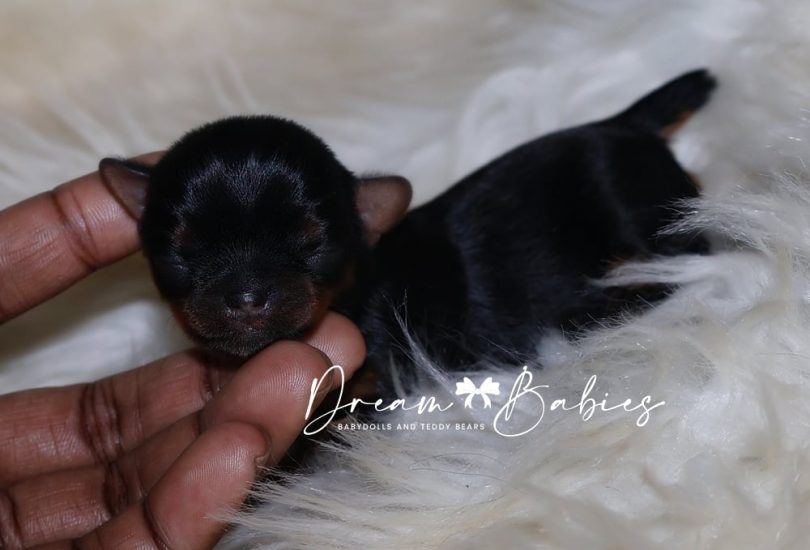 Smallest Girl (1)