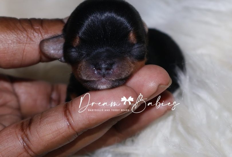 Smallest Male (3)